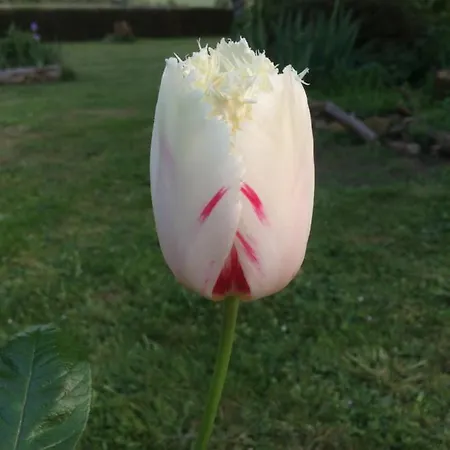 Le Vitard Oda ve Kahvaltı